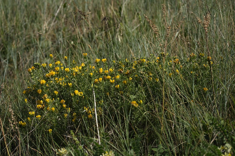 Image of Chamaecytisus austriacus specimen.