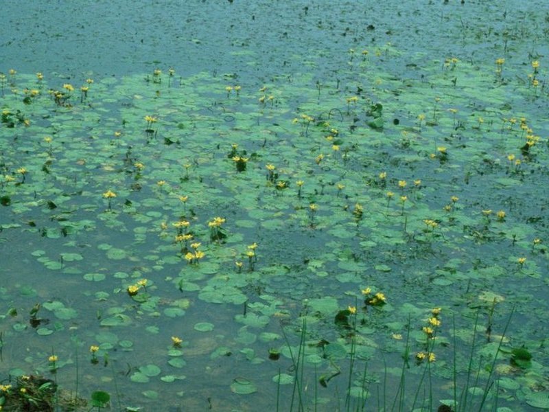 Image of Nymphoides peltata specimen.