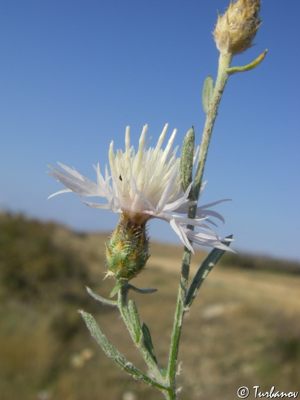 Изображение особи Centaurea caprina.