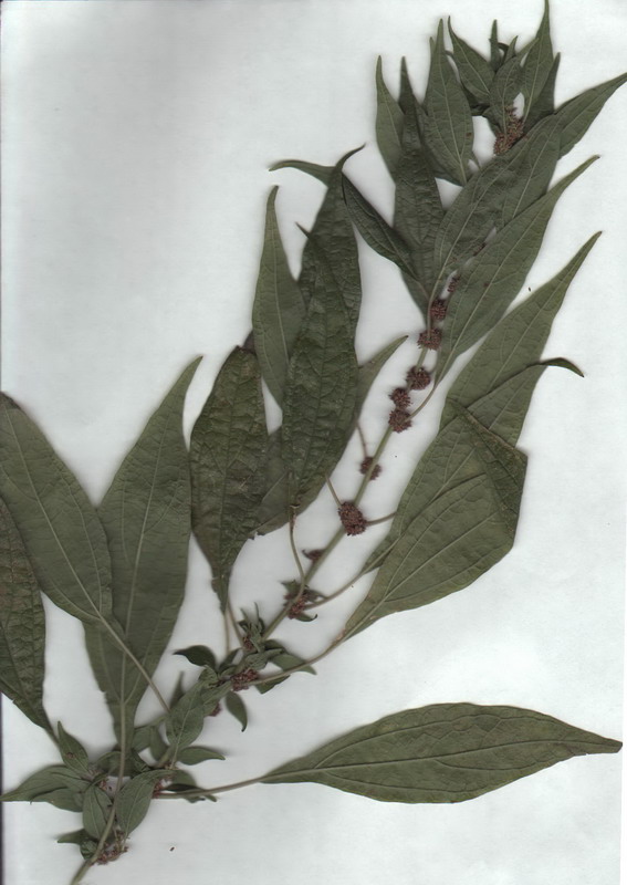 Image of Parietaria officinalis specimen.