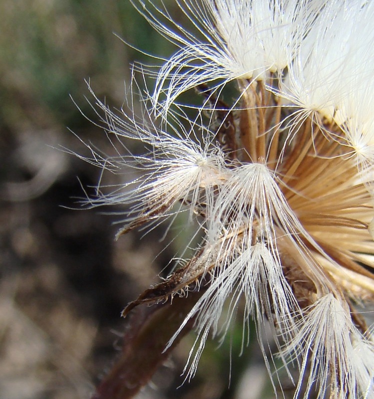 Image of Crepis foetida specimen.