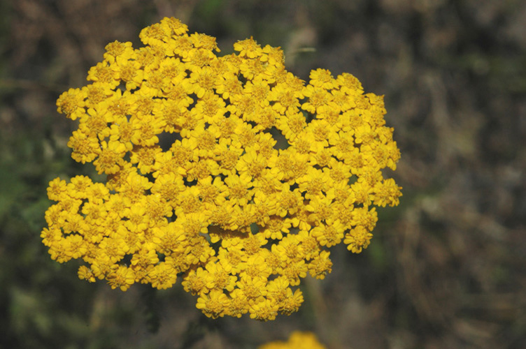 Image of Achillea arabica specimen.