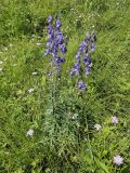 Aconitum baicalense. Цветущее растение. Иркутская обл., Иркутский р-н, окр. дер. Позднякова, заболоченный луг с редкими кустарниками. 07.08.2015.