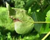 Populus × sibirica. Поражённый лист (вид снизу). Окр. Архангельска, 27.07.2015.