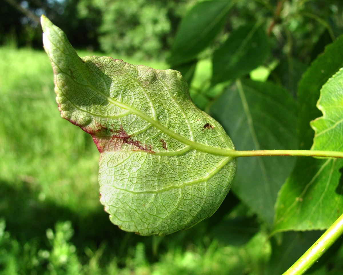 Image of Populus &times; sibirica specimen.