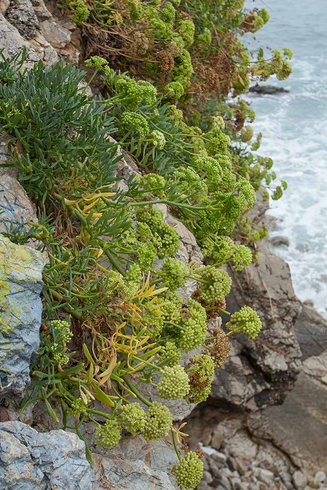 Изображение особи Crithmum maritimum.