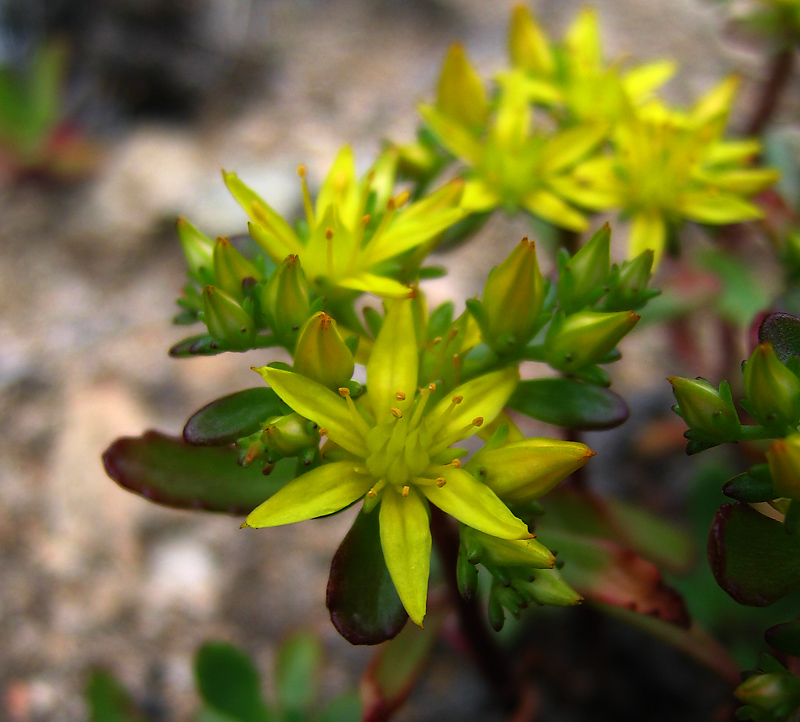 Image of Aizopsis hybrida specimen.