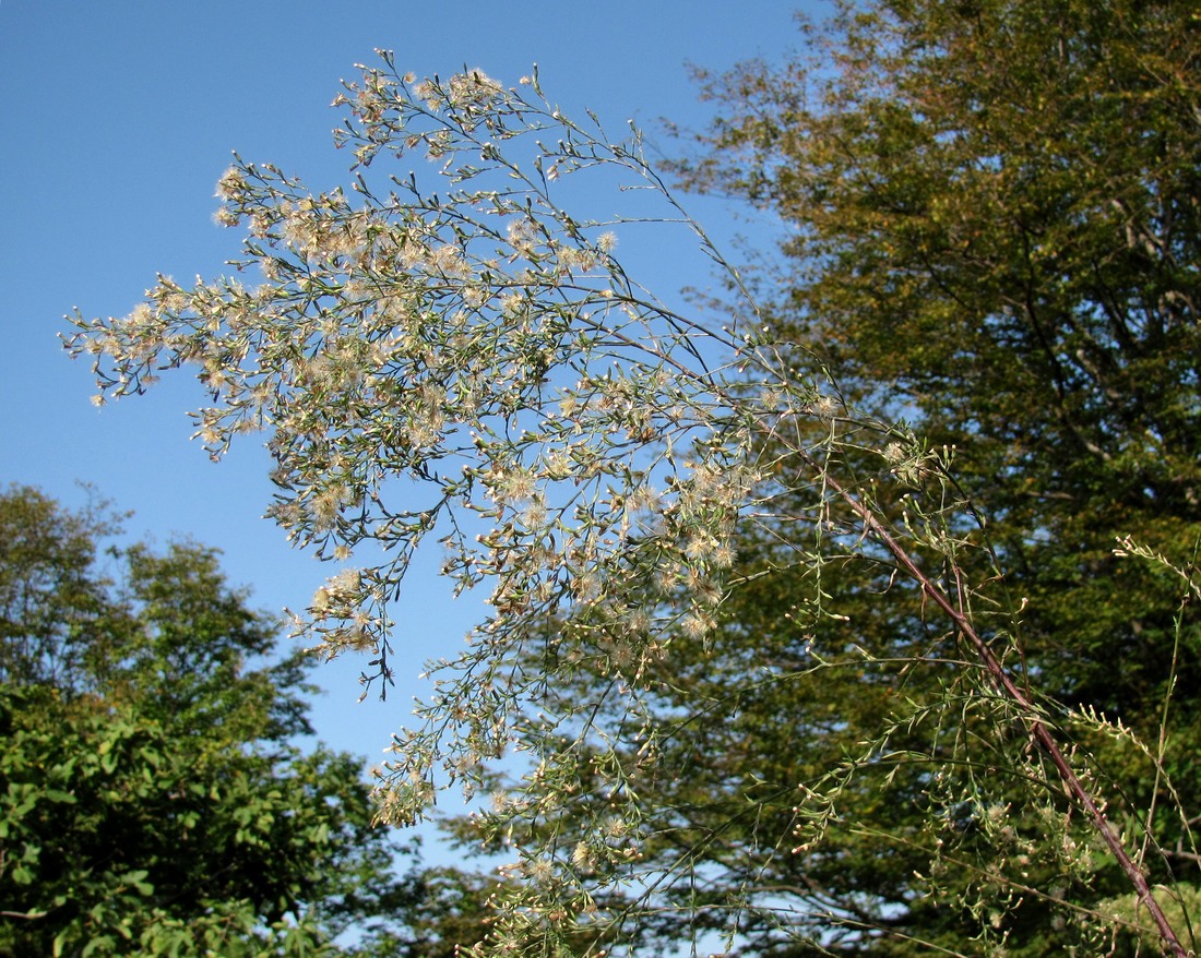 Image of Symphyotrichum graminifolium specimen.