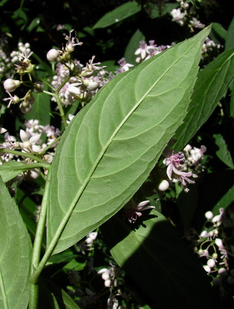 Image of Dichroa febrifuga specimen.