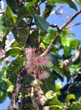 Barringtonia racemosa