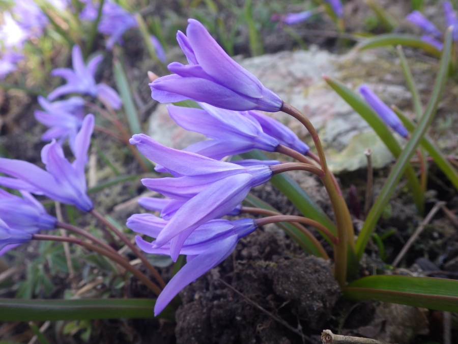 Изображение особи Chionodoxa luciliae.