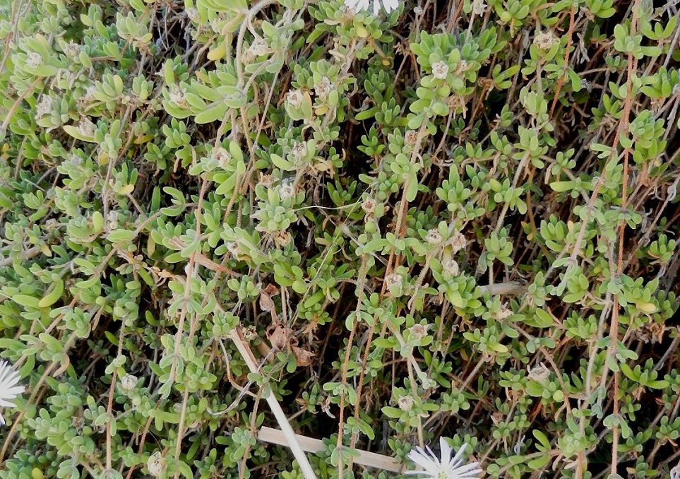 Изображение особи род Drosanthemum.