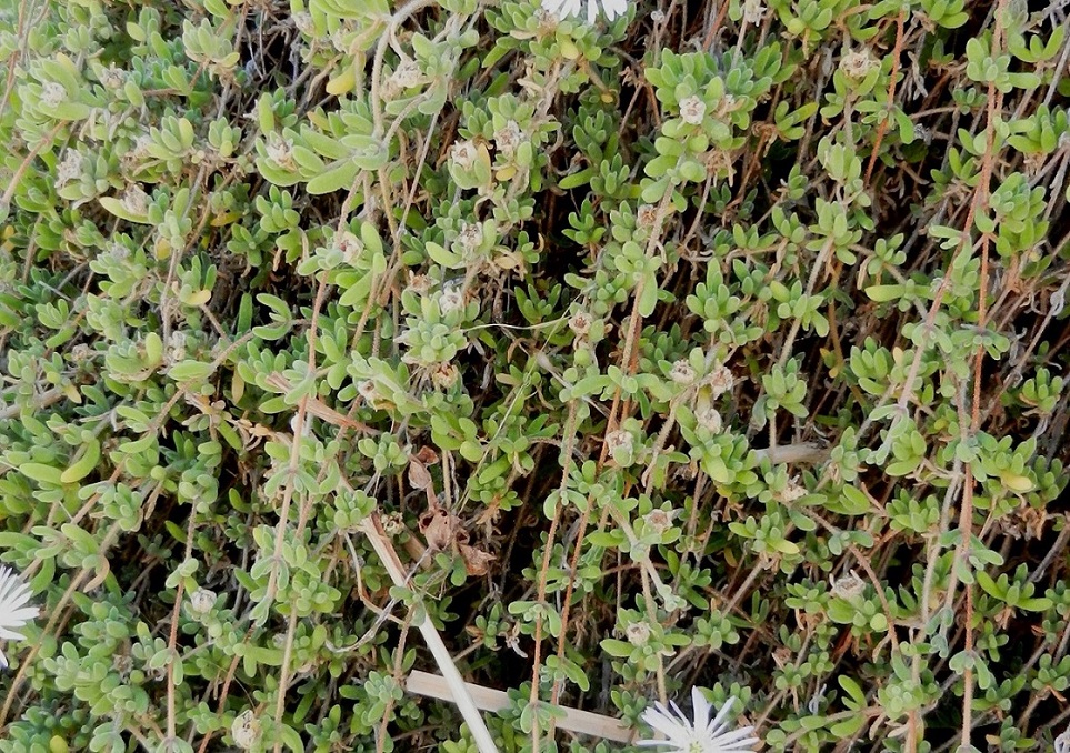 Image of genus Drosanthemum specimen.