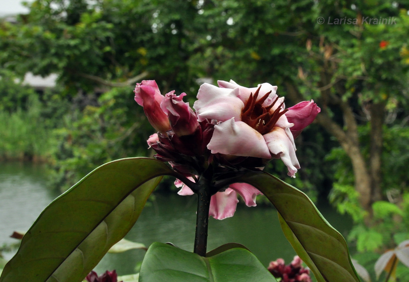 Изображение особи Strophanthus gratus.