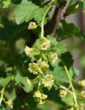 Ribes rubrum. Соцветие (вариант с белой окраской ягод). Восточный Казахстан, Уланский р-н, с. Украинка, дачный участок, в культуре. 07.05.2013.