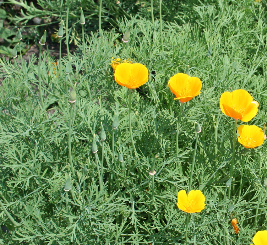 Image of Eschscholzia californica specimen.