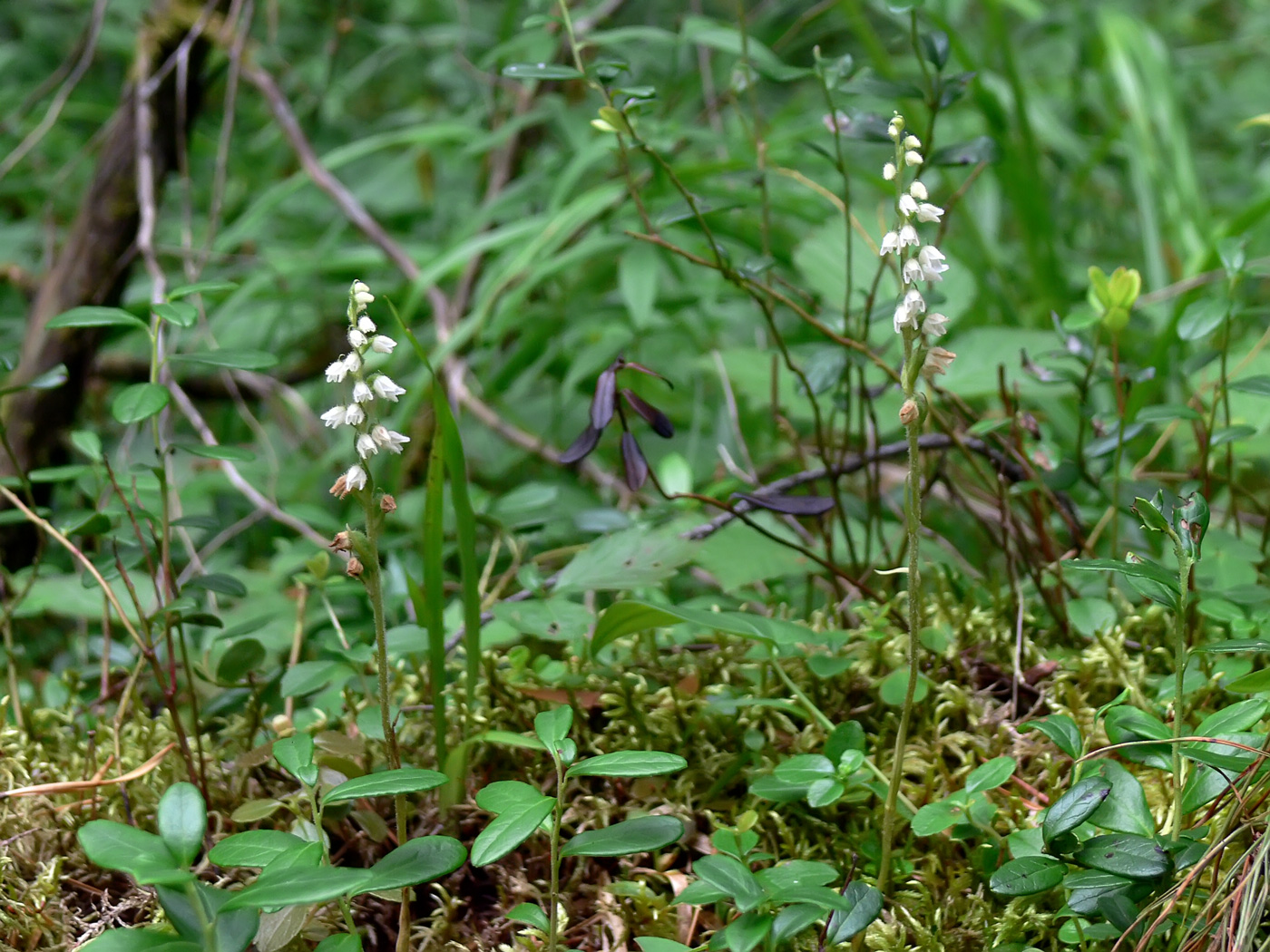 Image of Goodyera repens specimen.