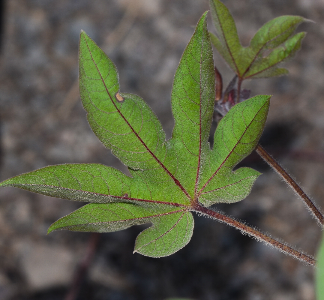 Image of genus Gossypium specimen.