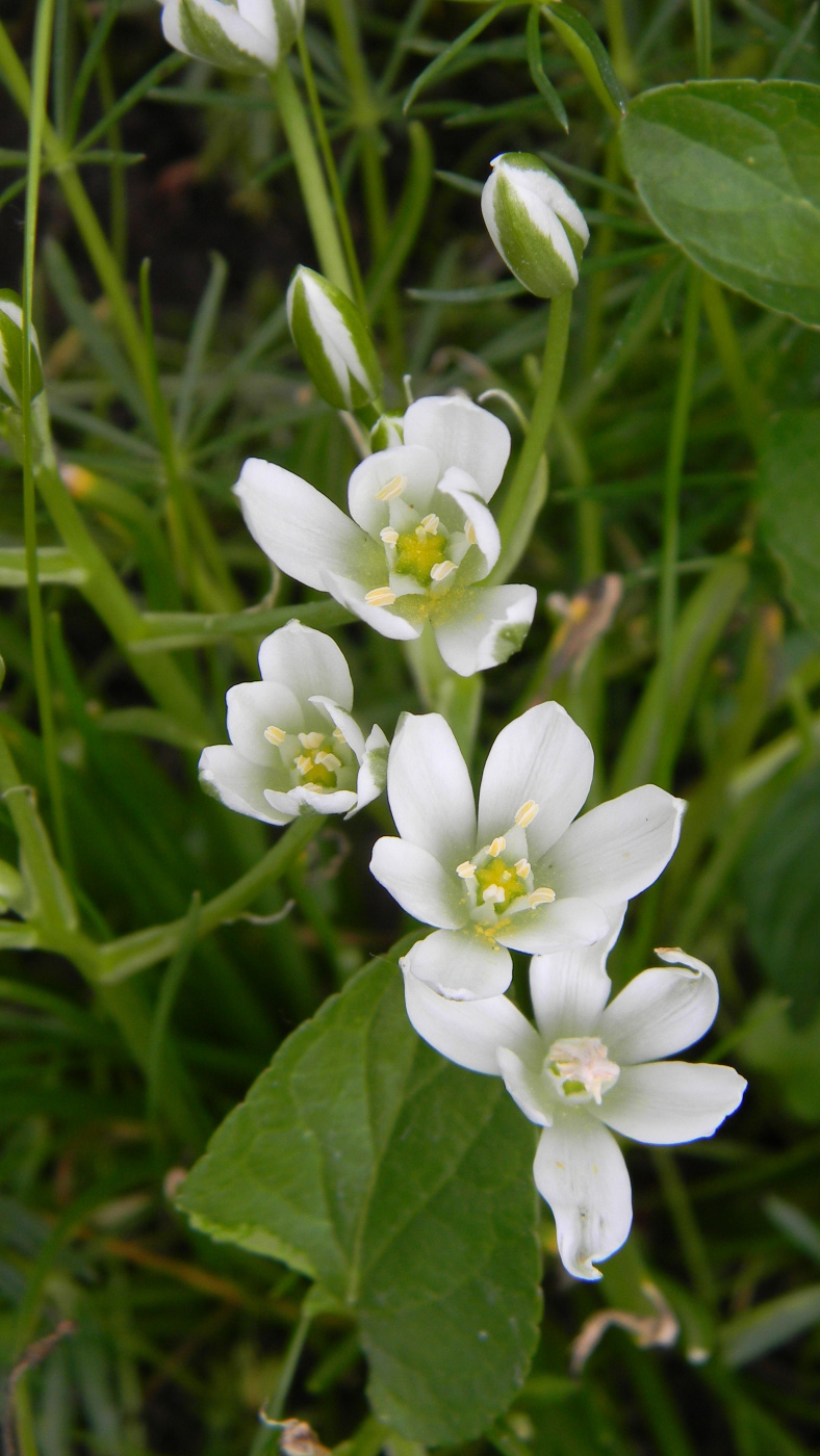 Image of genus Ornithogalum specimen.