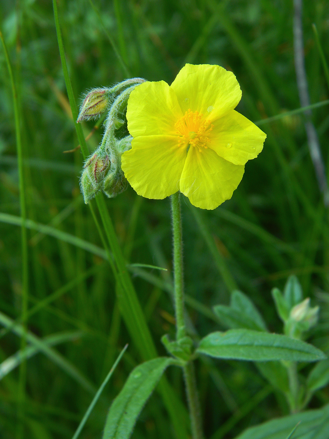 Изображение особи Helianthemum nummularium.