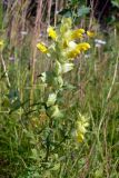 Rhinanthus vernalis. Верхушка цветущего растения. Свердловская обл., окр. г. Североуральск, опушка сосново-елового леса. 03.08.2009.