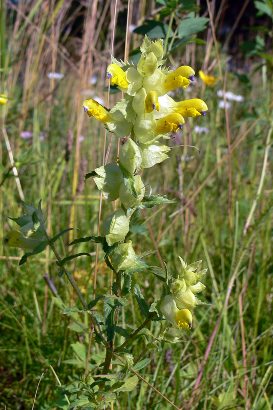 Изображение особи Rhinanthus vernalis.