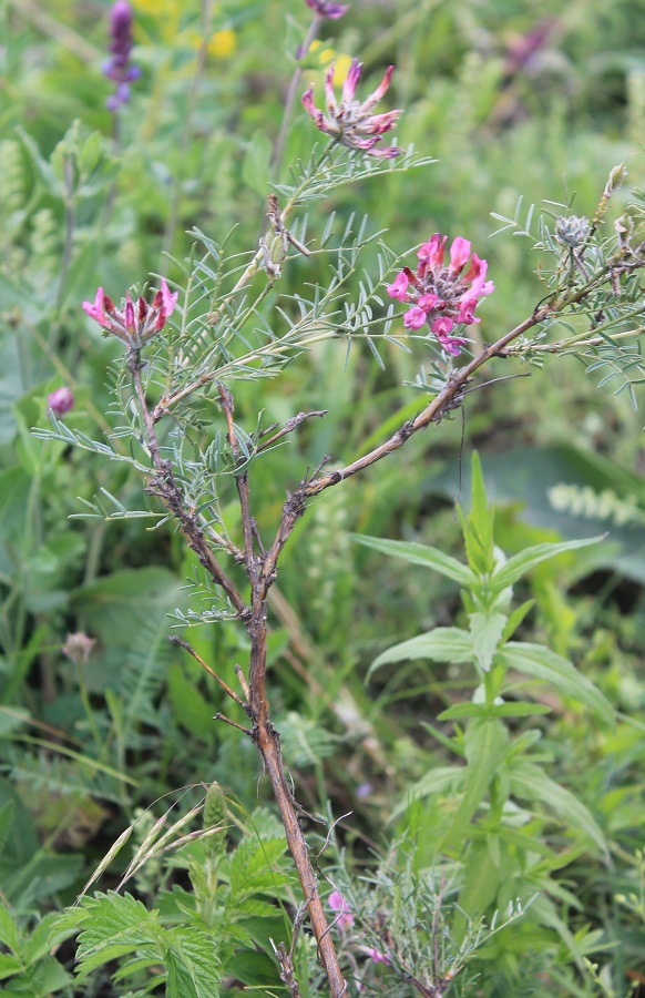 Image of Astragalus cornutus specimen.