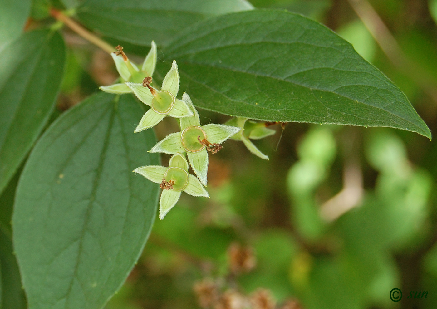 Изображение особи Philadelphus coronarius.