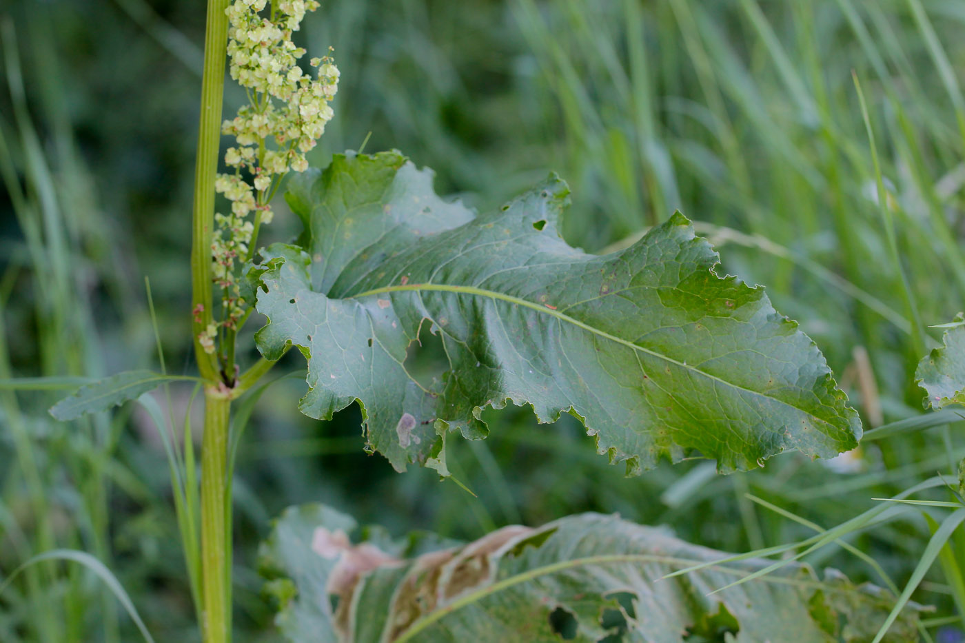 Image of Rumex confertus specimen.