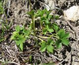 Ranunculus crassifolius. Основание цветущего растения. Кабардино-Балкария, Эльбрусский р-н, окр. с. Эльбрус, склон горы. 13.07.2016.