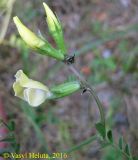 Vicia grandiflora