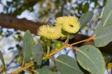 Eucalyptus woodwardii. Часть веточки с бутонами и цветками. Израиль, Шарон, пос. Кфар Монаш, ботанический сад \"Хават Ганой\". 24.02.2016.