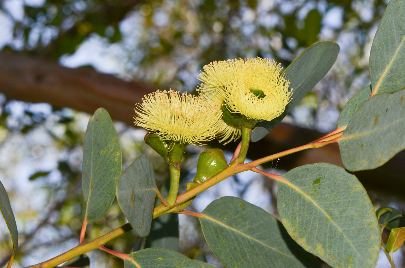 Изображение особи Eucalyptus woodwardii.