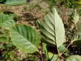 Betula dauurica. Листья. Приморье, окр. г. Находка, широколиственный лес. 18.09.2016.