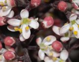 Skimmia japonica