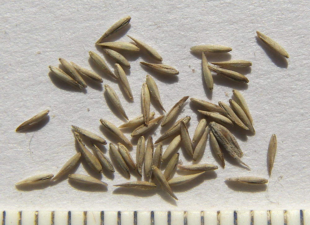 Image of Phleum tzvelevii specimen.