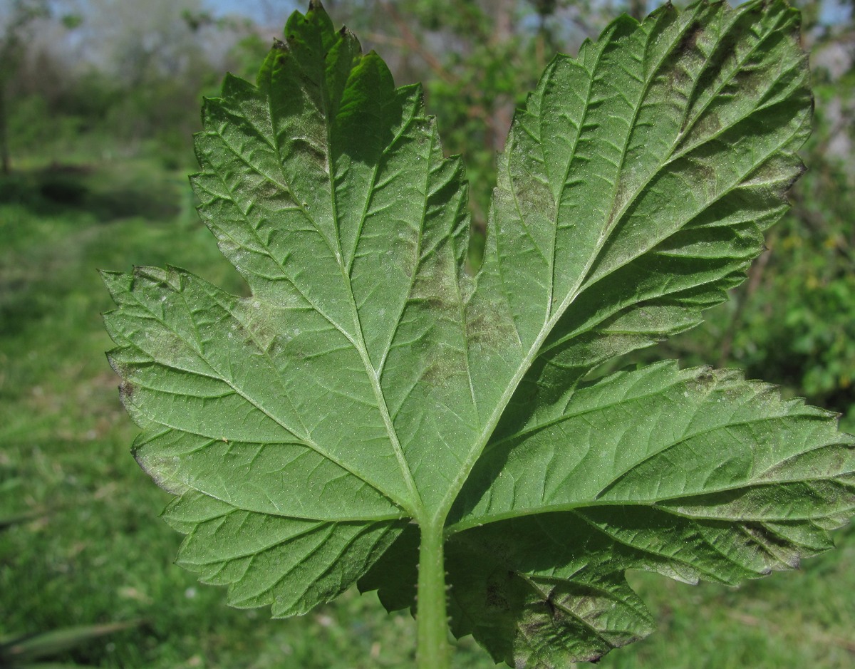 Изображение особи Humulus lupulus.