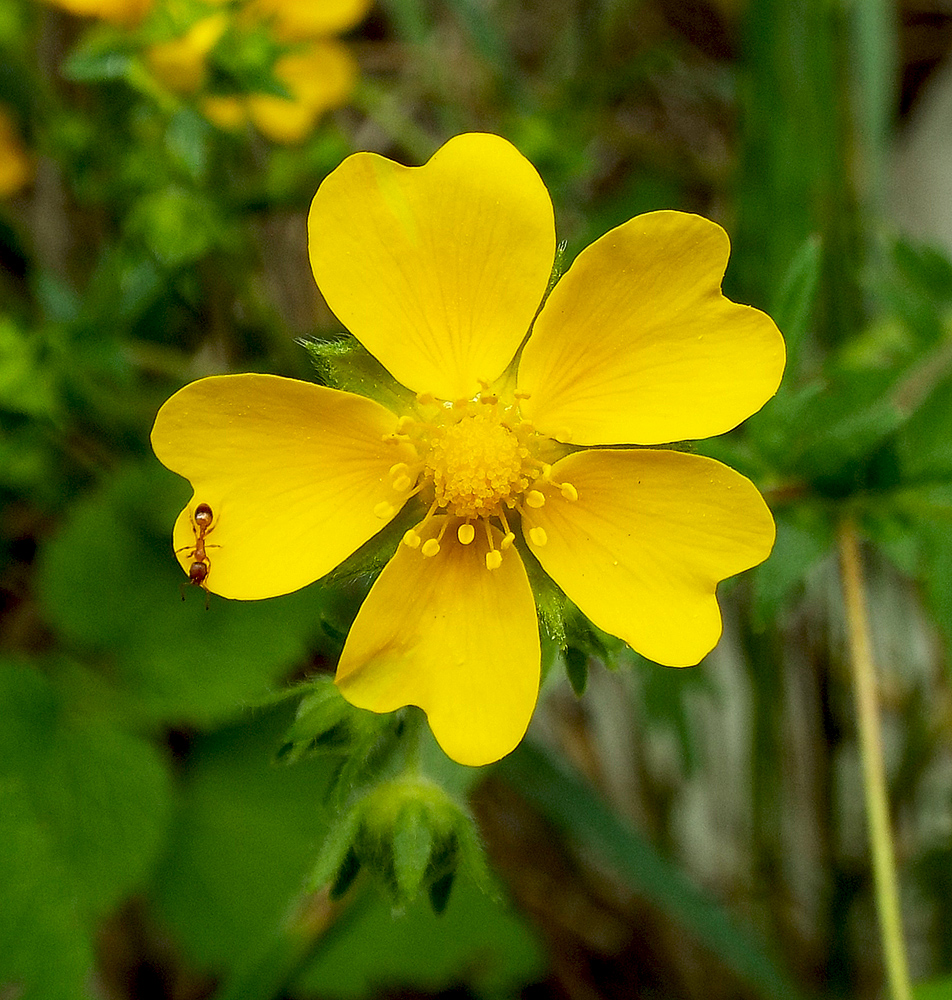 Изображение особи Potentilla caucasica.