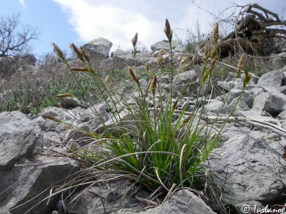 Image of Carex halleriana specimen.