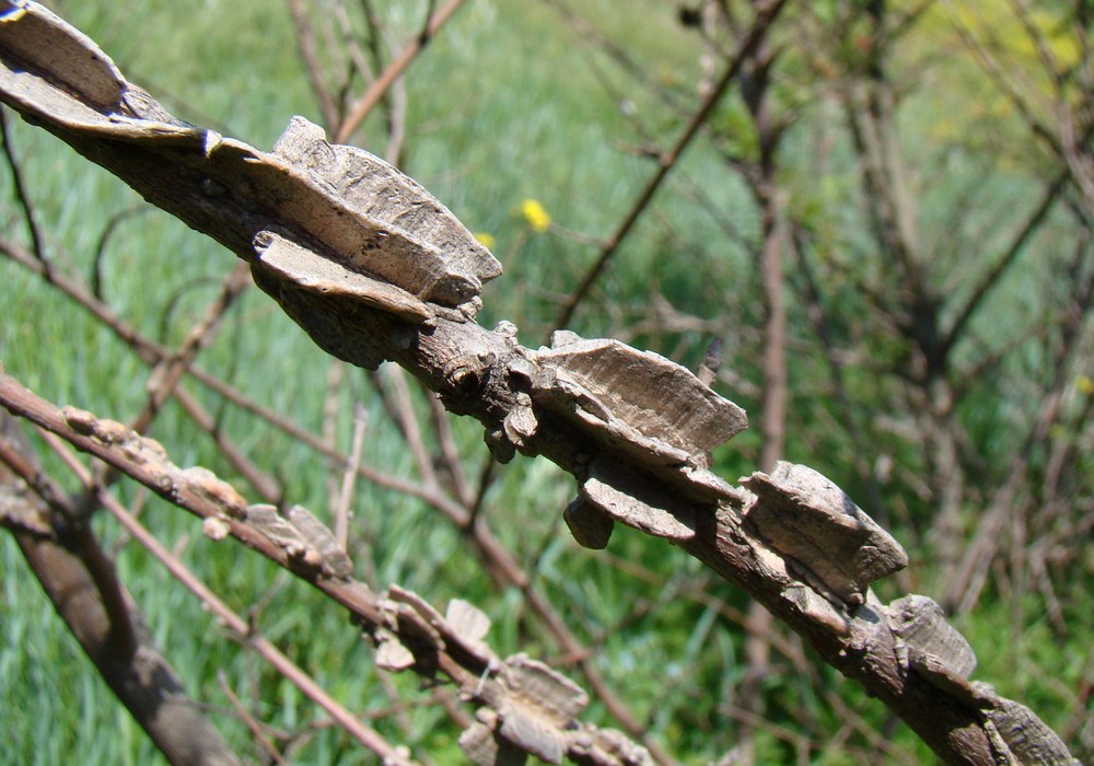 Image of Ulmus minor specimen.