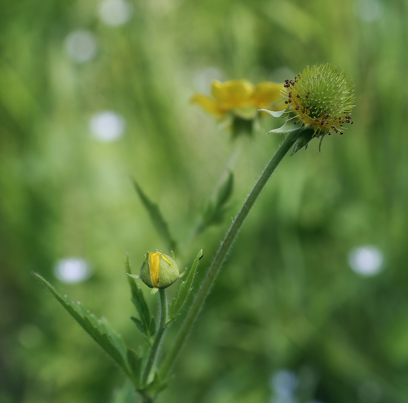 Image of Geum aleppicum specimen.