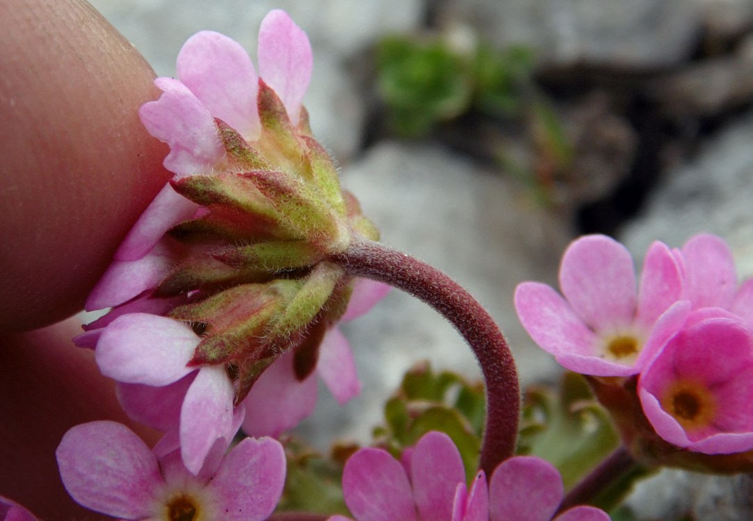 Image of Androsace albana specimen.