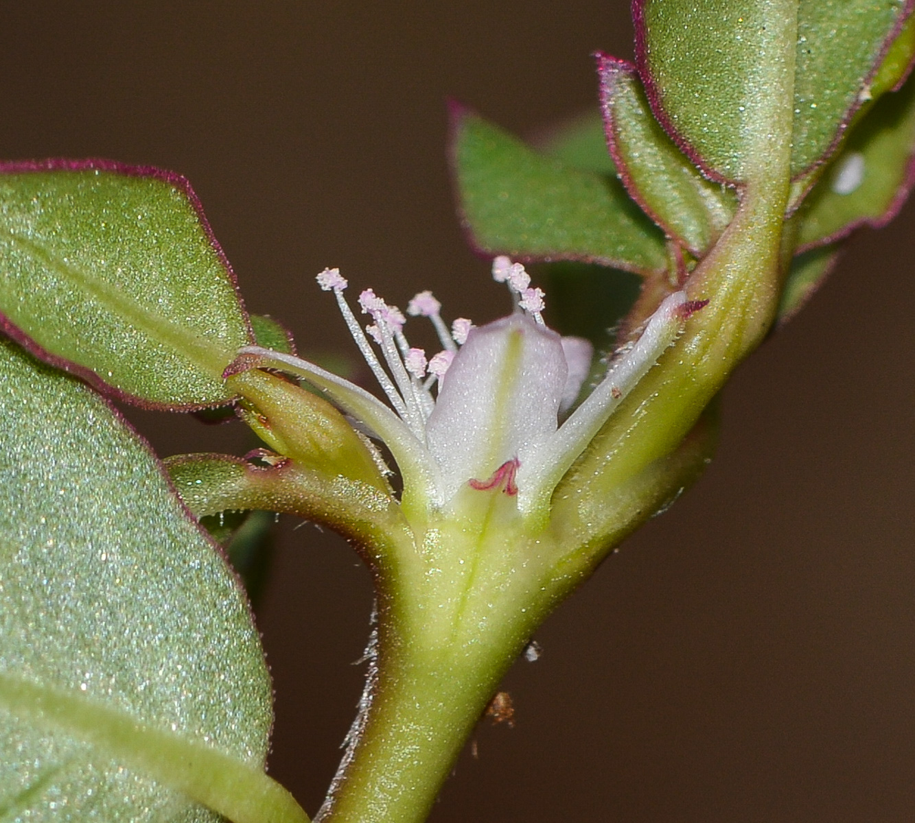 Image of Trianthema portulacastrum specimen.