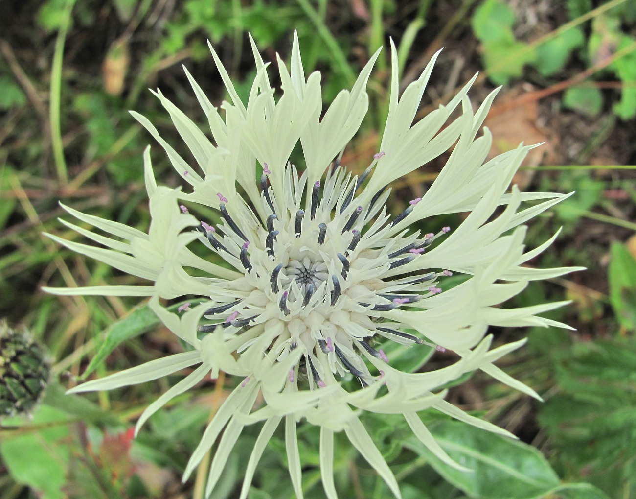 Image of Centaurea cheiranthifolia specimen.