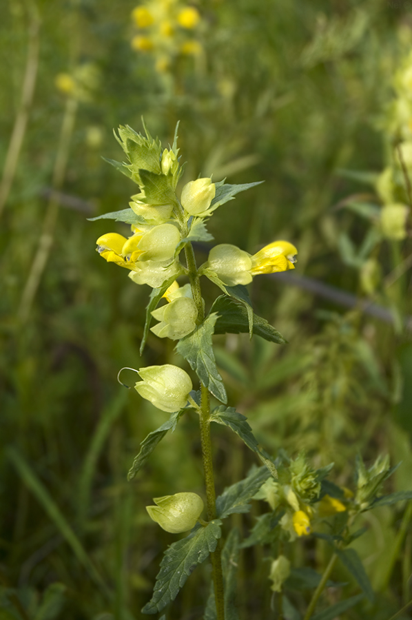 Image of genus Rhinanthus specimen.