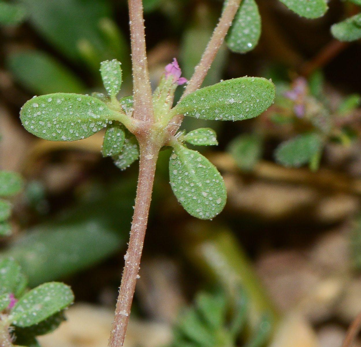 Image of Frankenia pulverulenta specimen.