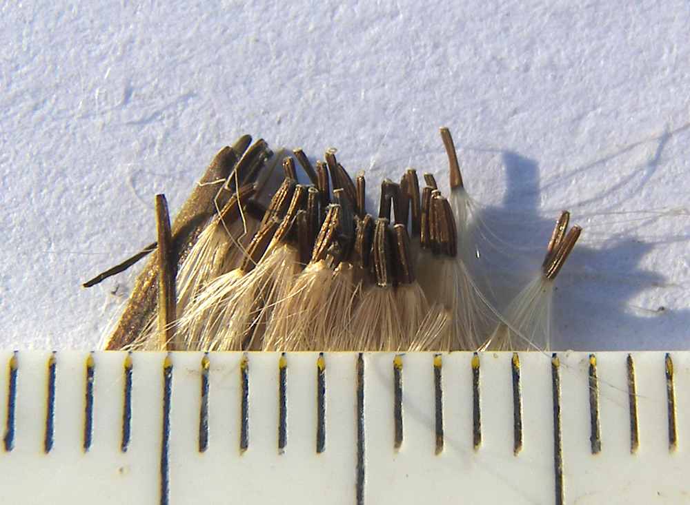 Image of Inula aspera specimen.