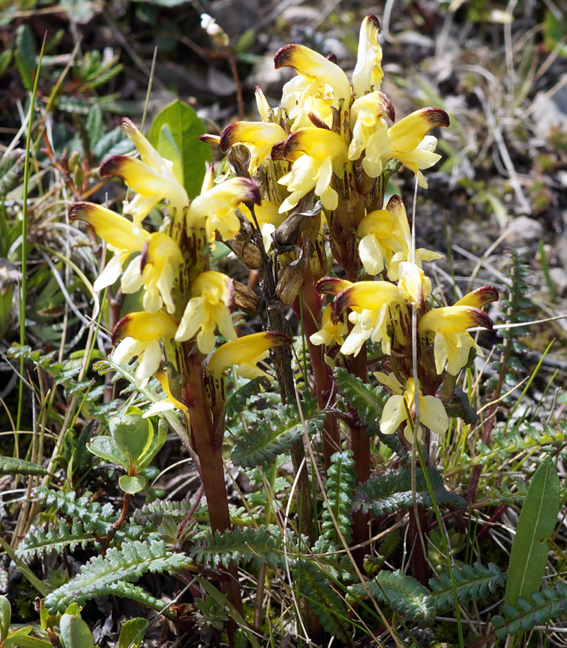 Изображение особи Pedicularis oederi.