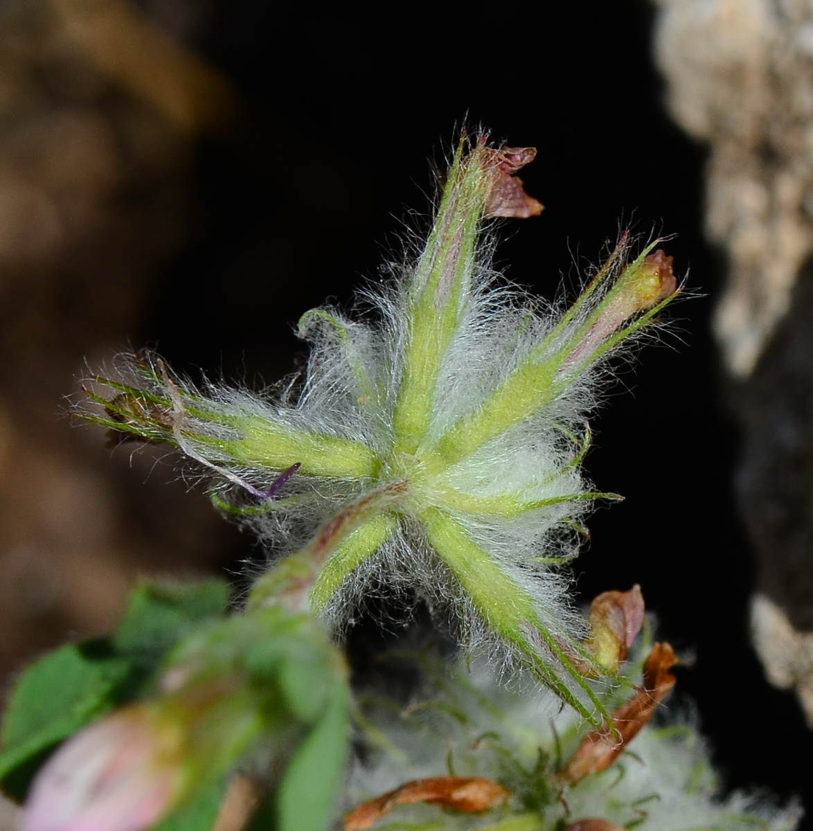 Изображение особи Trifolium eriosphaerum.