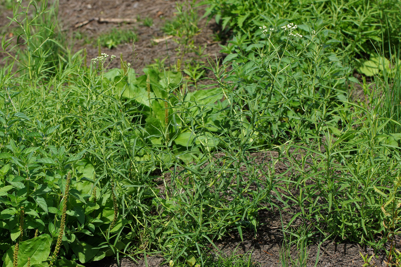 Image of Achillea cartilaginea specimen.